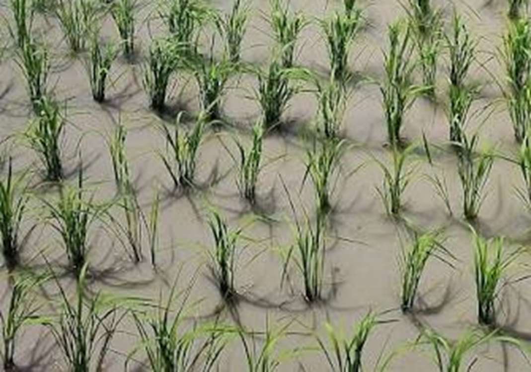 برنج گچساران 